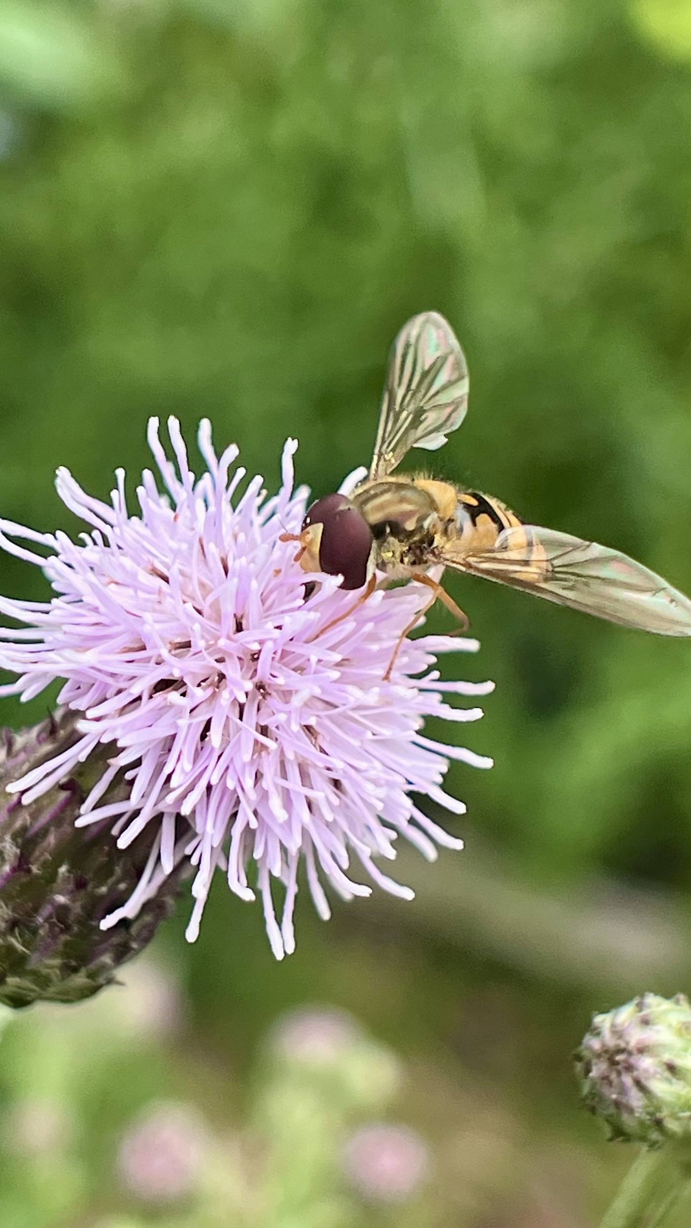 Bumblebee feeding on a thistle flower