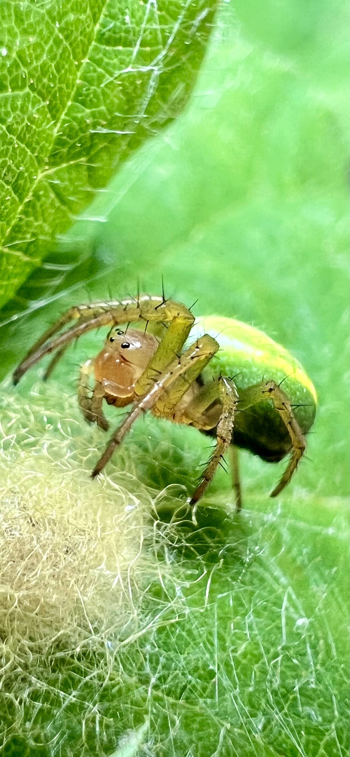 Green orb spider on a leaf