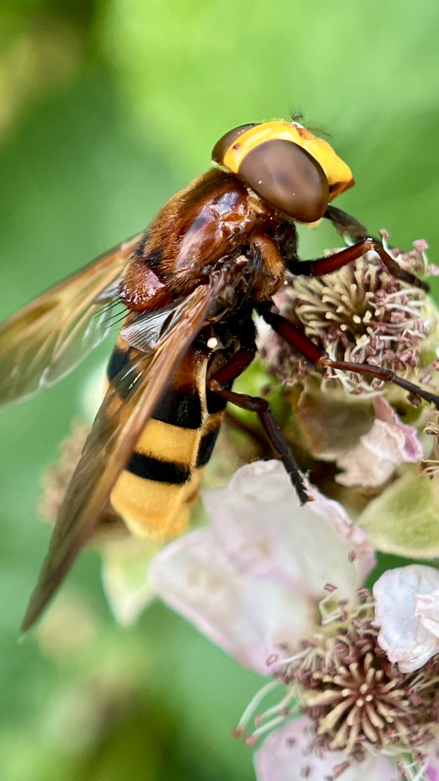 Hornet hoverfly on a blackberry flower