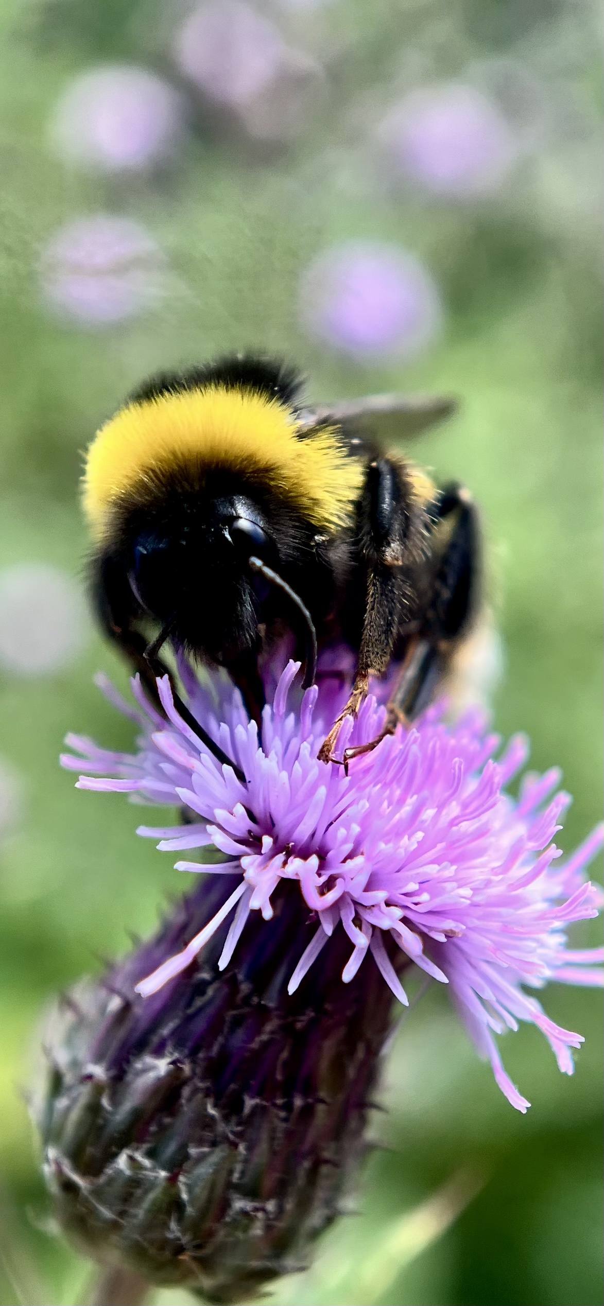 Side profile of a hornet hoverfly