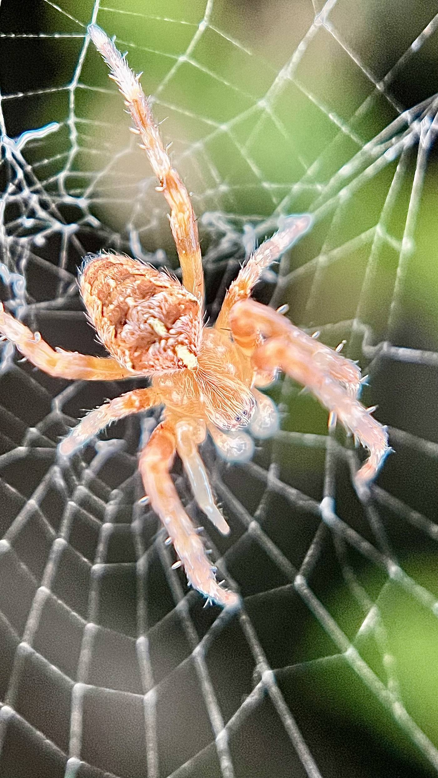 Orange spider on its web
