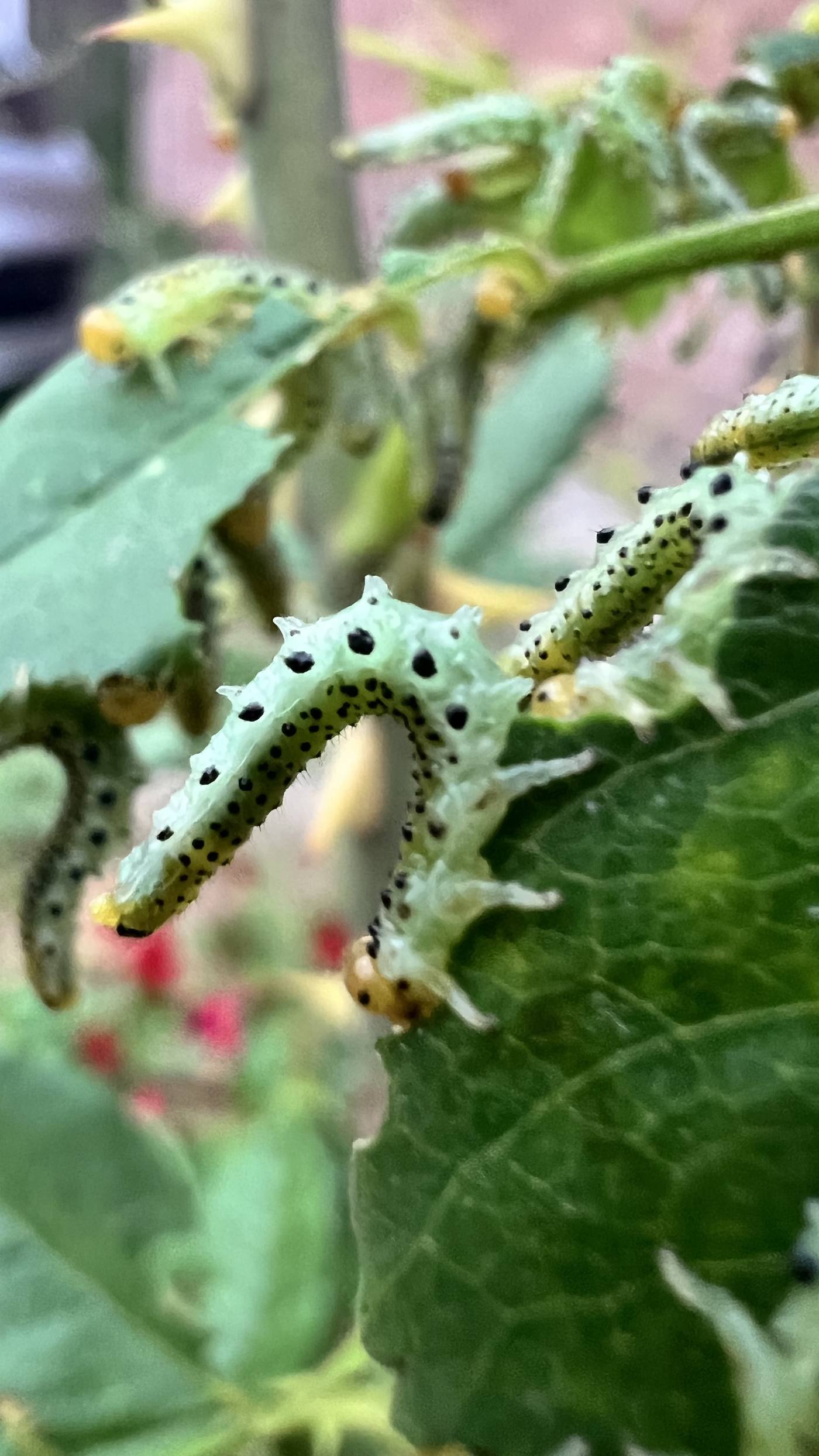 Spotted sawfly larvae on leaves