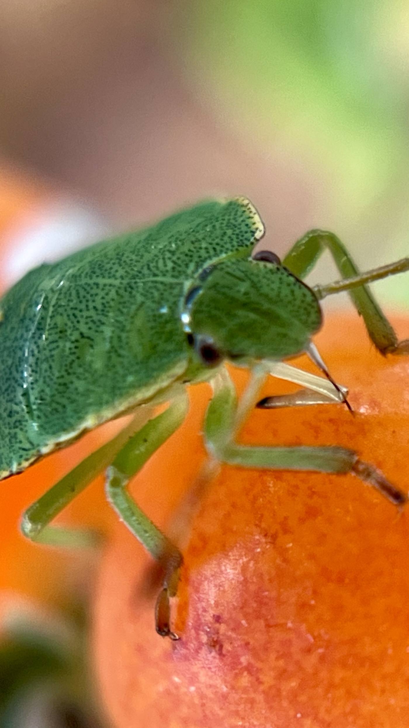 Close-up of a shieldbug feeding on a rosehip