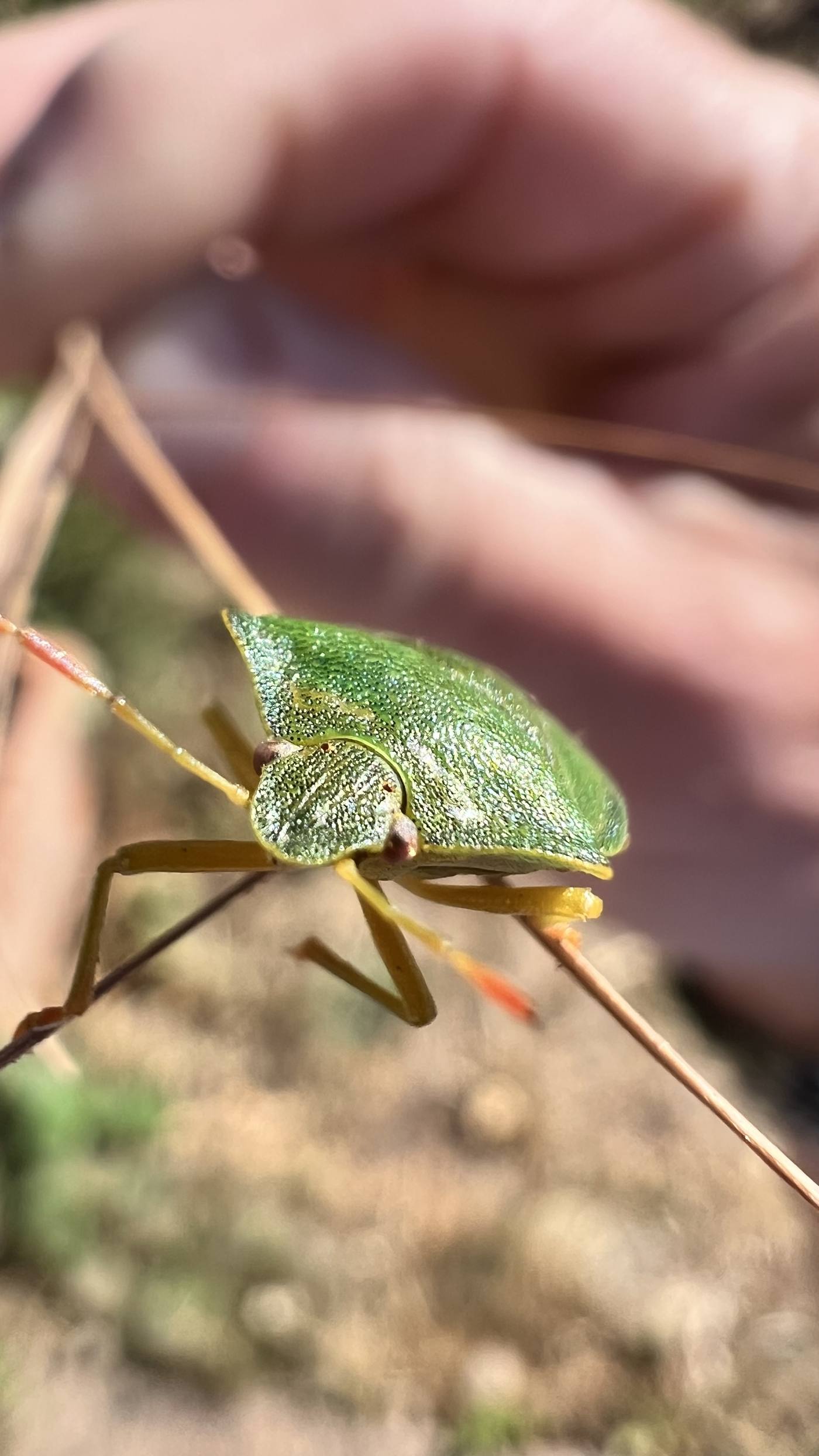 Iridescent shieldbug resting on a hand