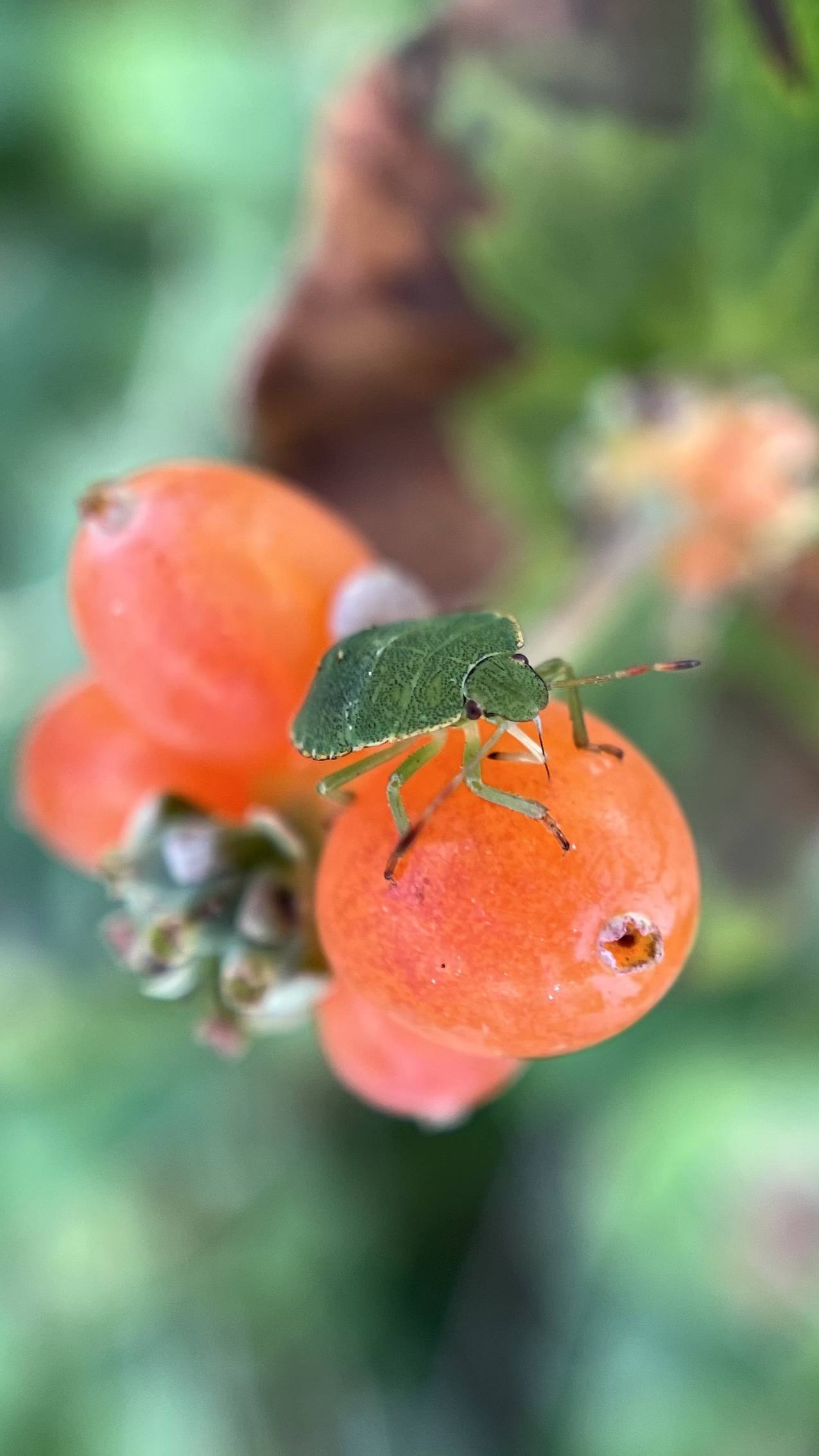 Green shieldbug on a rosehip